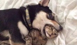 二狗爆料谢航视频大全最新,谢航视频大全背后的惊人真相